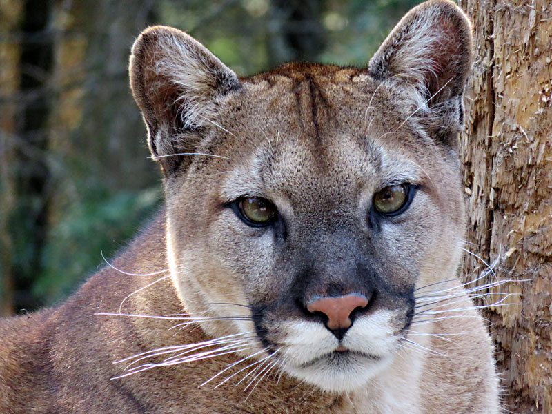  Cougar or Mountain Lion at GarLyn Zoo